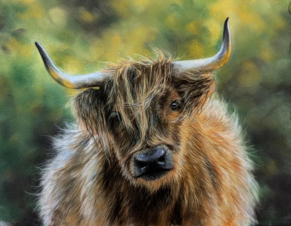 Highland Cow in Pastel