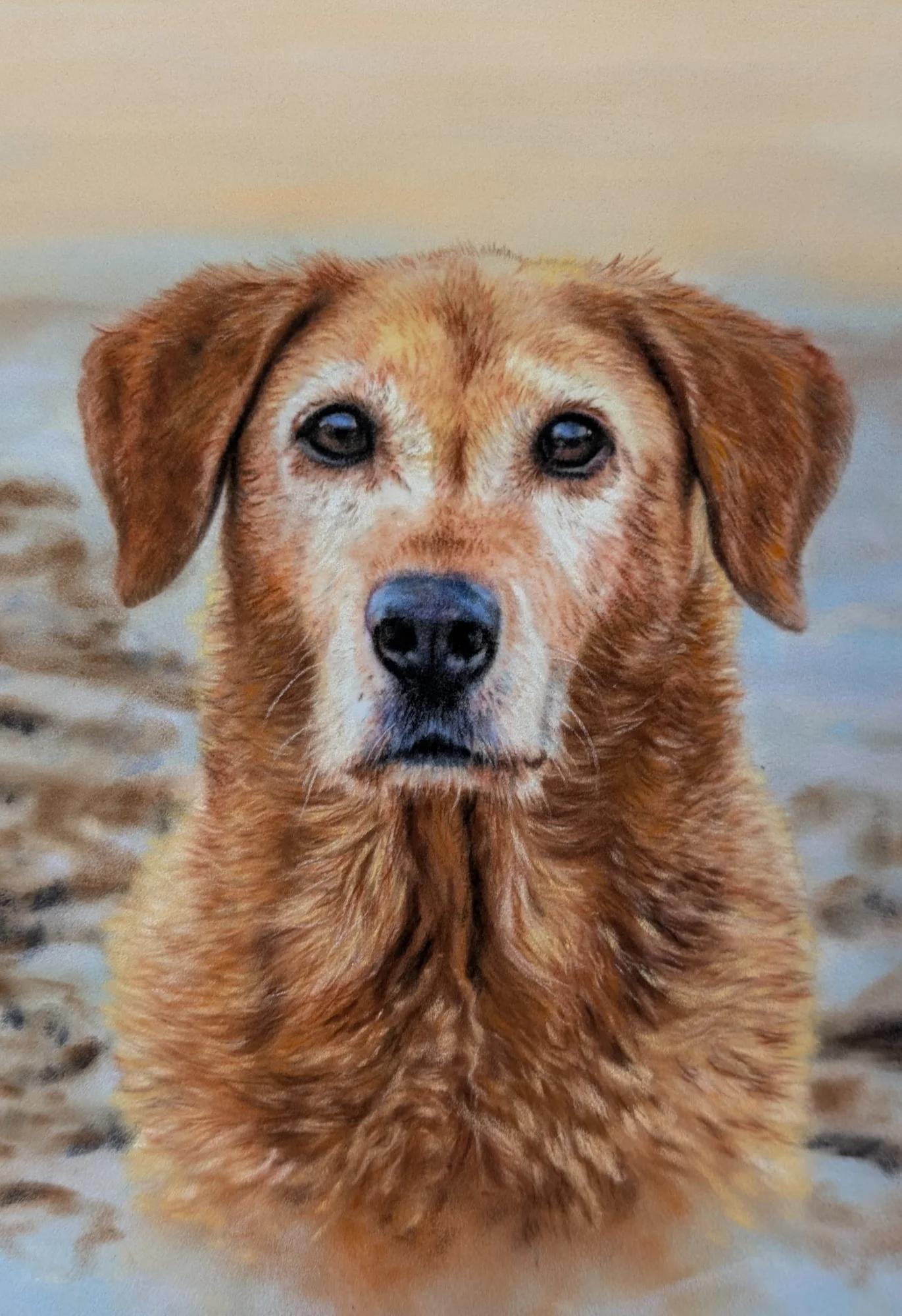 Pet portrait