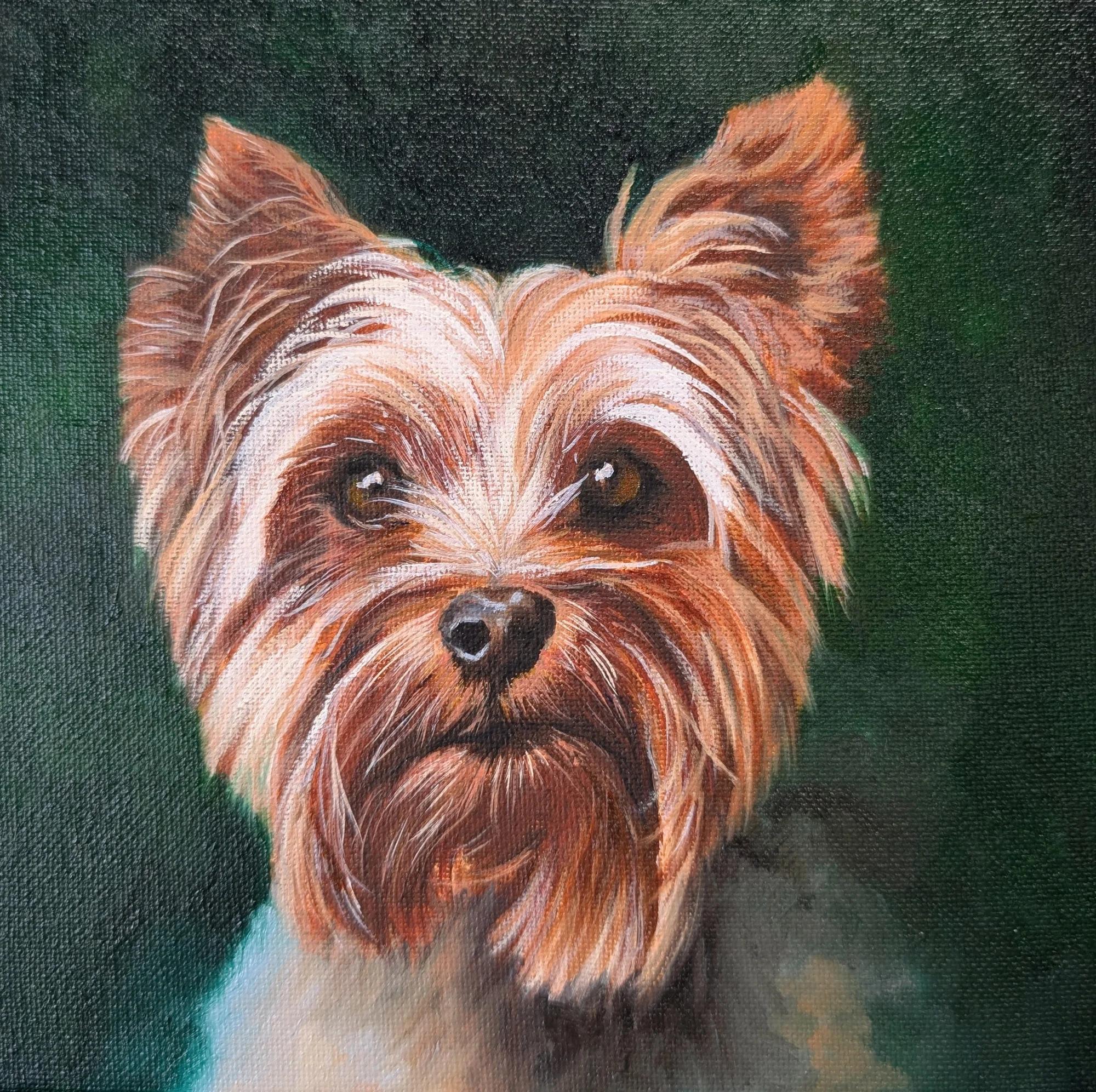 Yorkshire Terrier