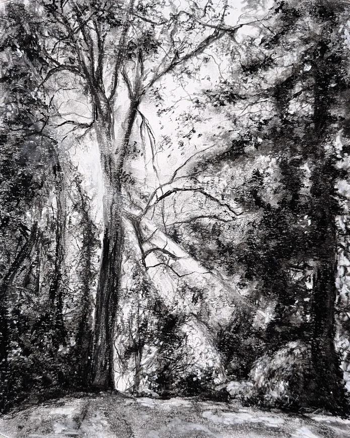 Woodland Scene
