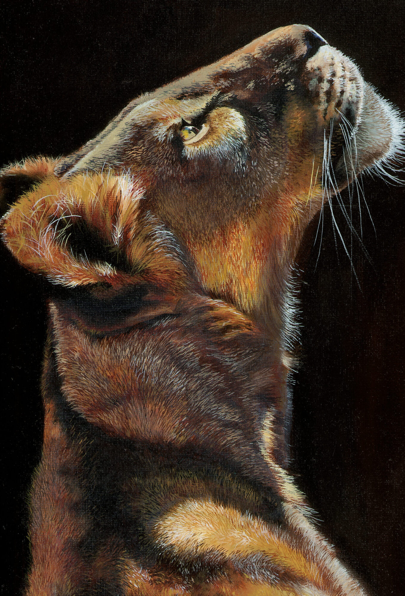 lioness